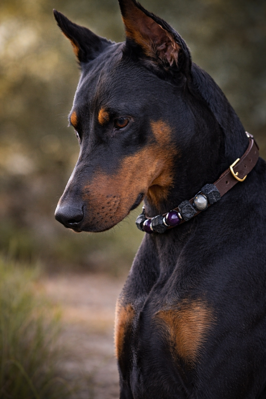 🐾 Bonded by Crystals